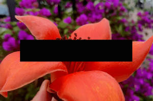 疫情英雄礼物(疫情英雄该送什么花)