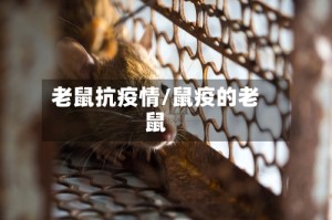 老鼠抗疫情/鼠疫的老鼠