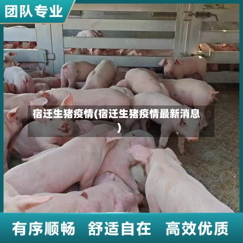 宿迁生猪疫情(宿迁生猪疫情最新消息)-第2张图片