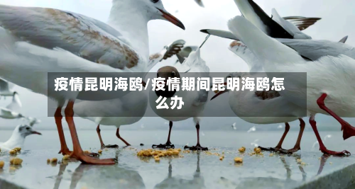 疫情昆明海鸥/疫情期间昆明海鸥怎么办-第1张图片