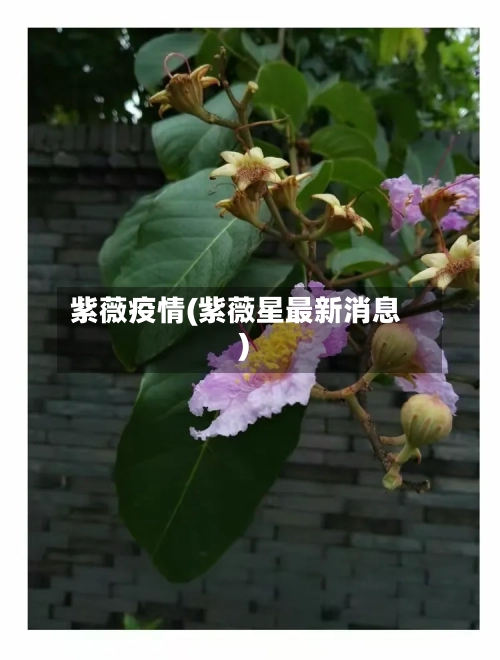 紫薇疫情(紫薇星最新消息)-第3张图片