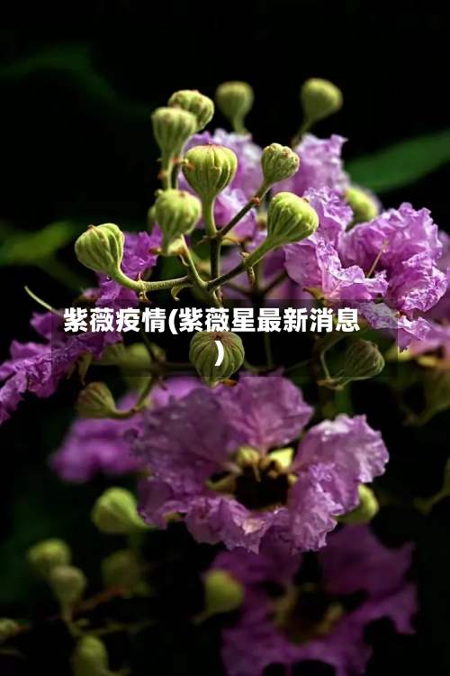 紫薇疫情(紫薇星最新消息)-第2张图片