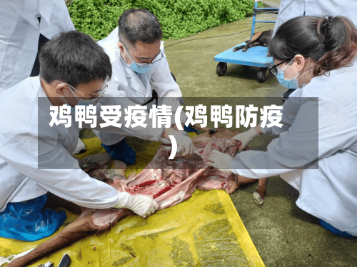 鸡鸭受疫情(鸡鸭防疫)-第2张图片