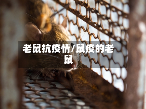 老鼠抗疫情/鼠疫的老鼠-第1张图片